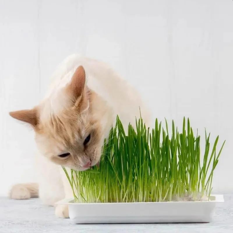 Webbox Cat Grass Kit 120g