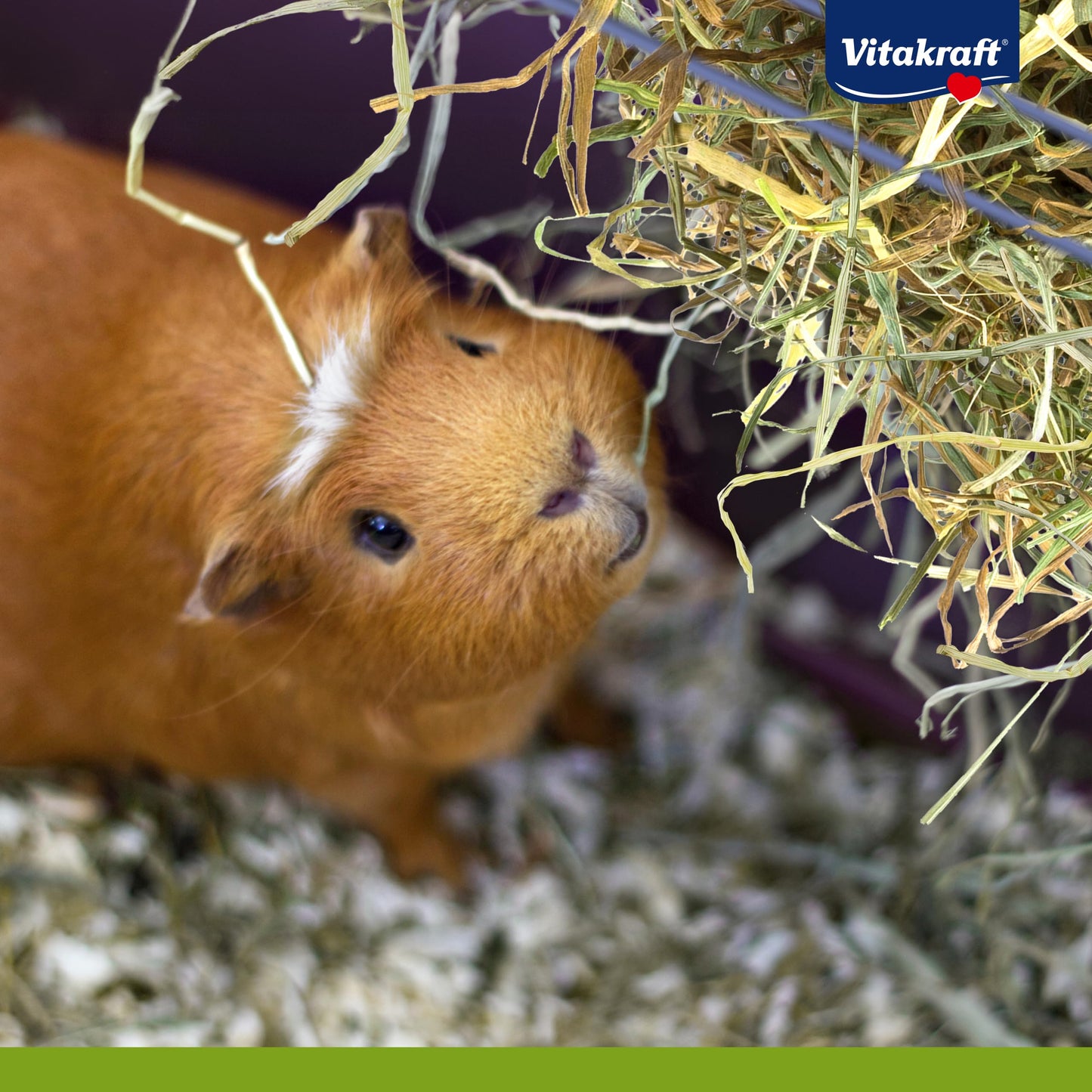 PETS CHOIC - Vitakraft Vita Verde Hay & Dandelion - 500g