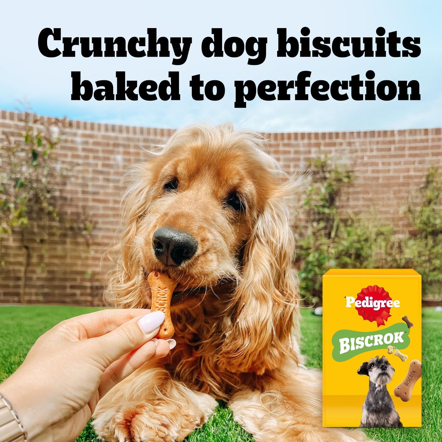 Pedigree BISCROK Adult Dog Treats Multi Mix Biscuits 12 x 500g