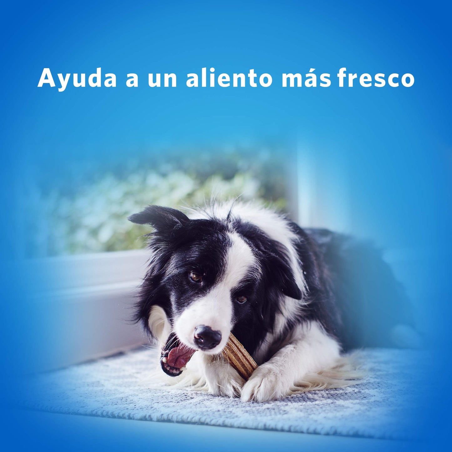 Purina dentalife Dog Small 4 x 345 g