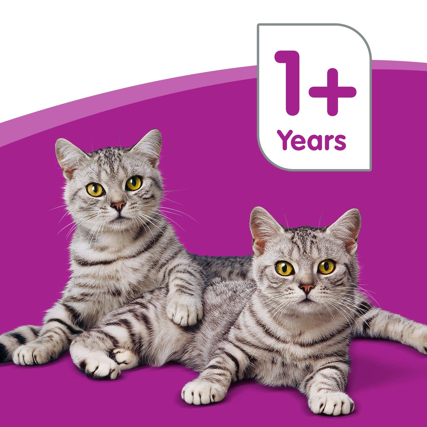 Whiskas 1+ - Wet Cats Food for Adult Cats - Fish and Meaty Selection in Jelly - 12 x 100 g